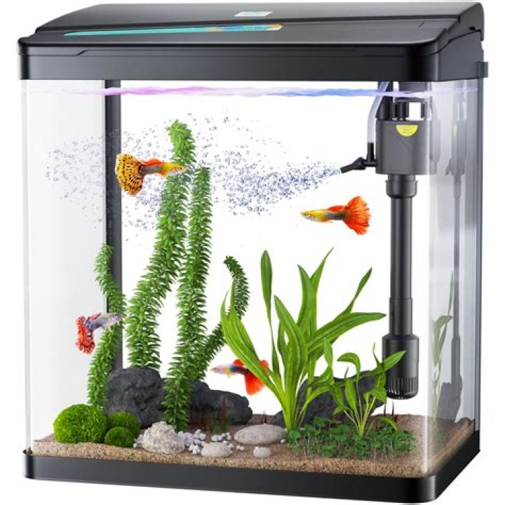3 gallon fish tank