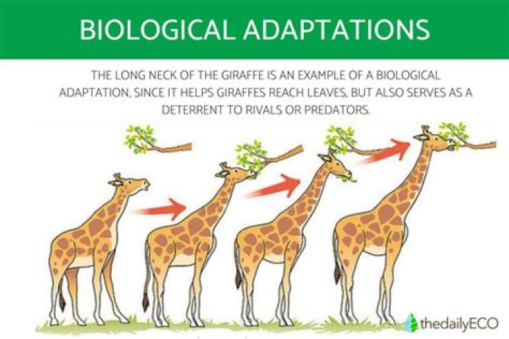 adaptation definition biology