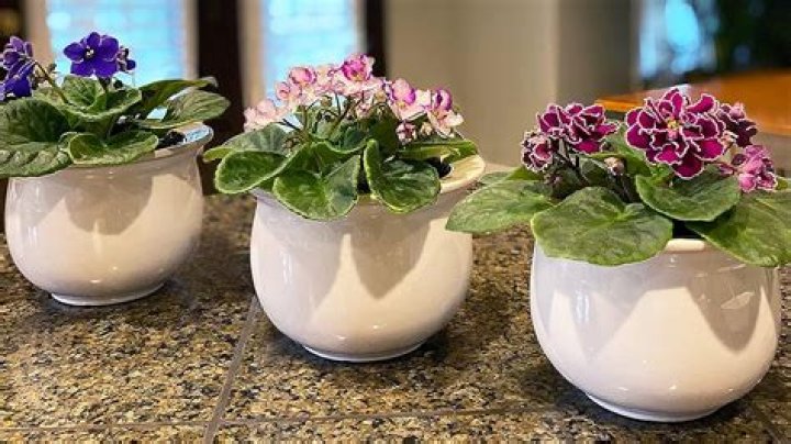 african violet pots
