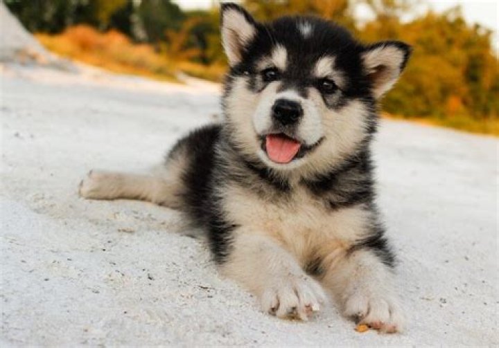 alaskan husky puppy