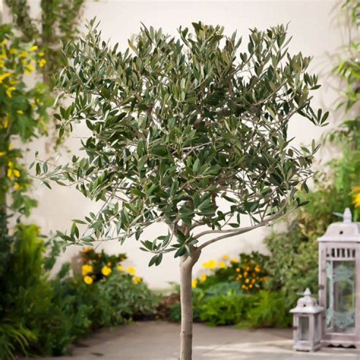 arbequina olive tree