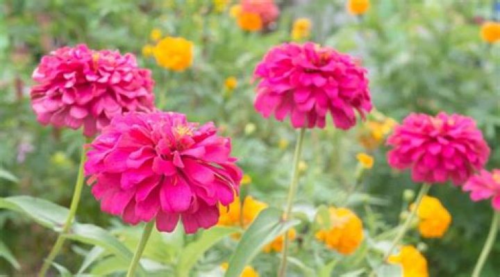 are zinnias perennials