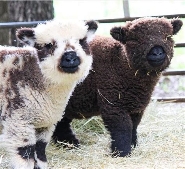 baby doll sheep