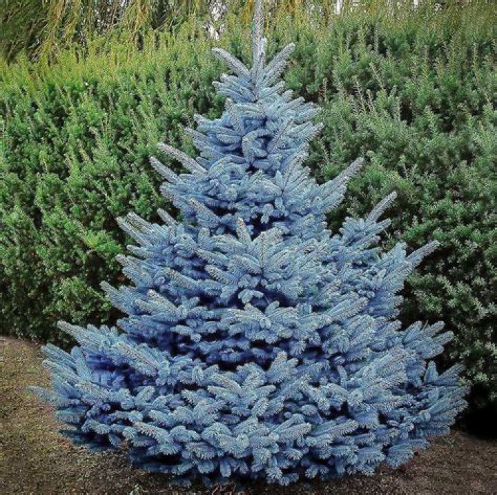 bany blue spruce