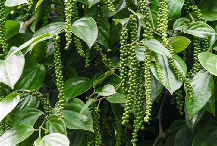 black pepper plant