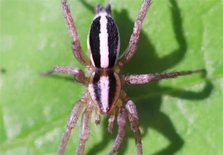 black spider with white stripe on back