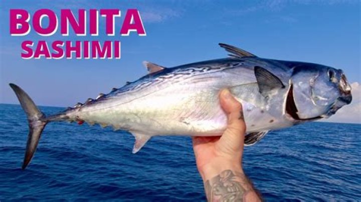 bonita fish