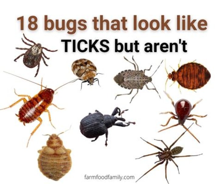 bugs that look like ticks