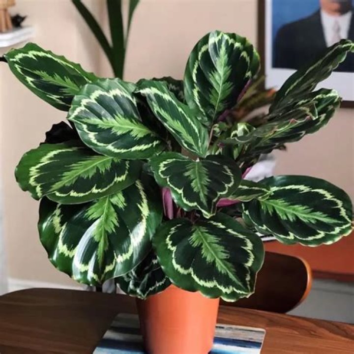 calathea medallion