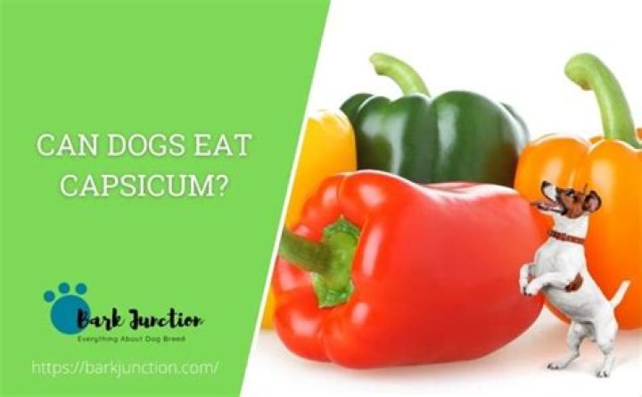 can dogs eat capsicum