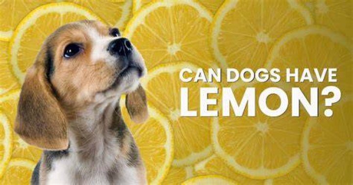 can dogs have lemon