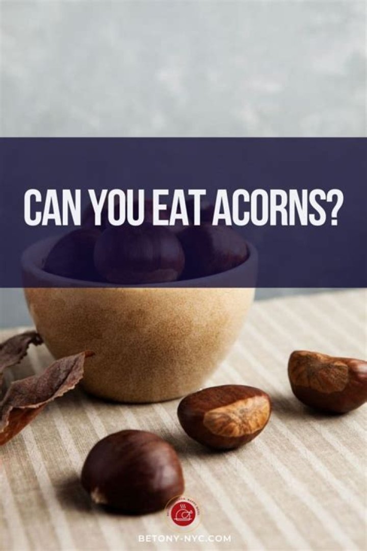 can you eat acorns