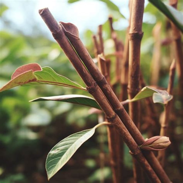 cinnamon plant