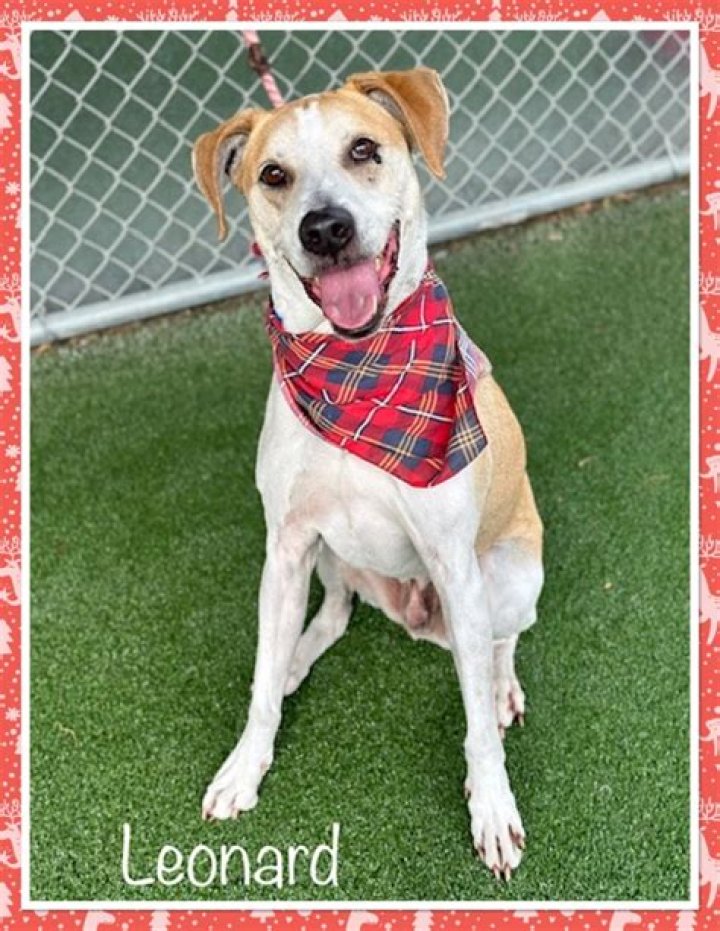 cobb county animal shelter