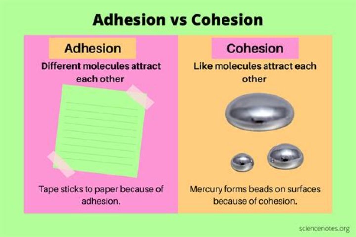 cohesion vs adhesion