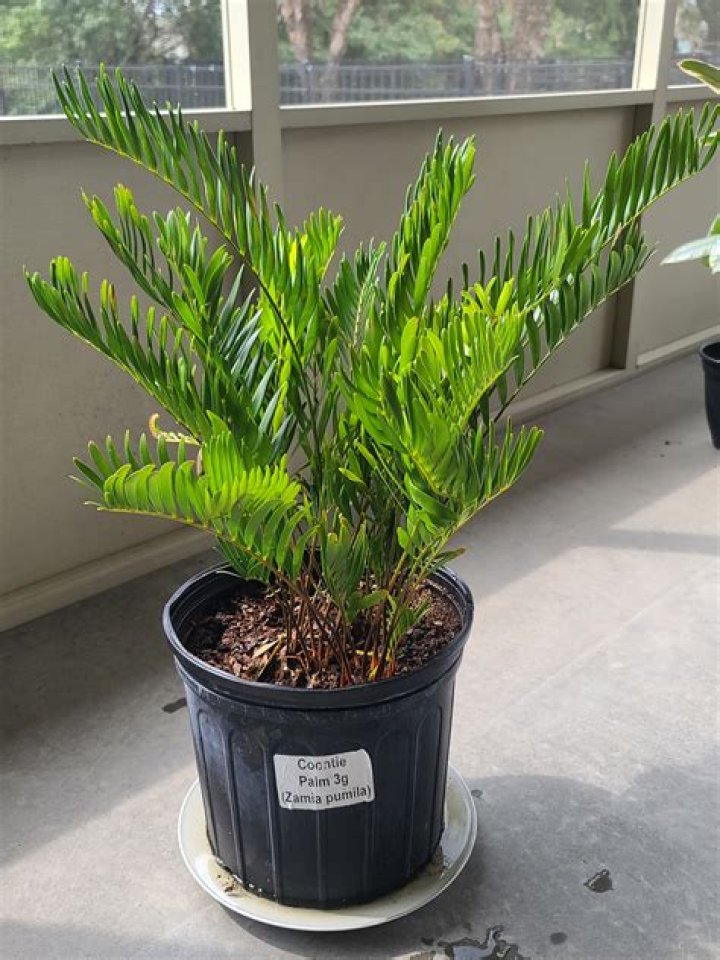 coontie palm