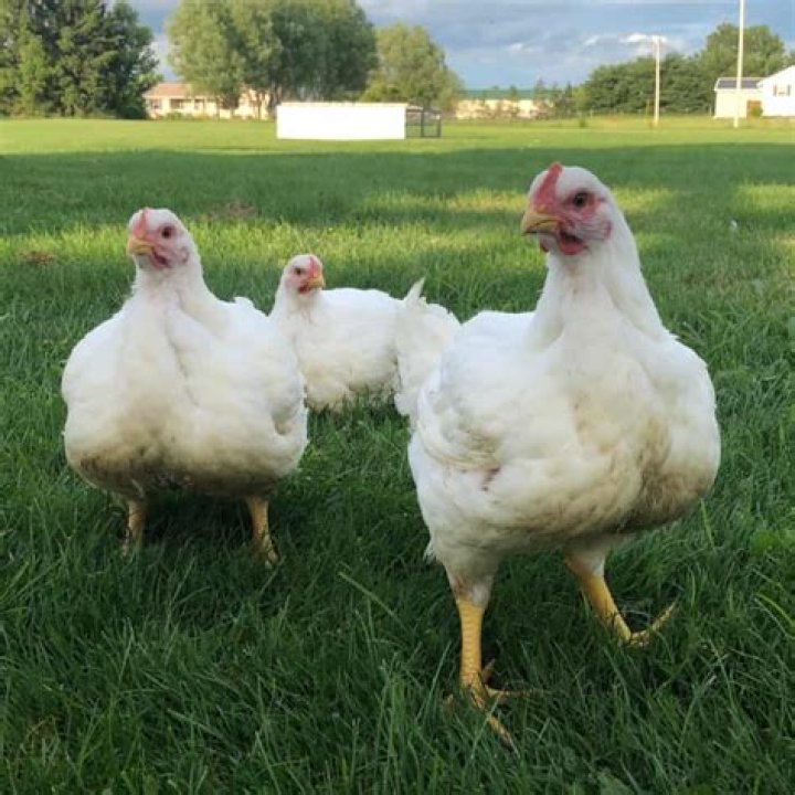 cornish cross chicken