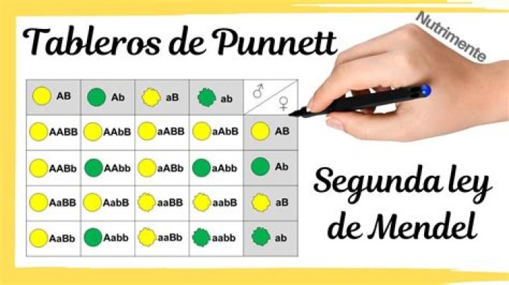 cuadro de punnett