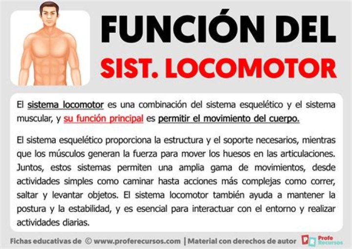 cuál es la función del aparato locomotor
