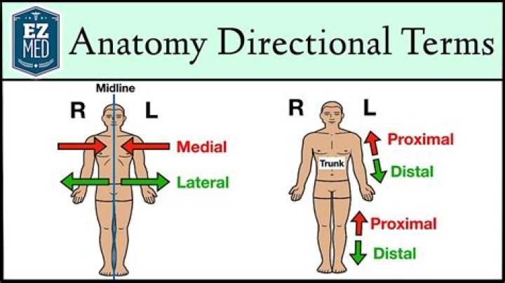 directional terms anatomy