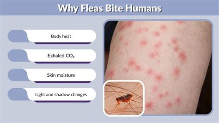 do fleas bite humans
