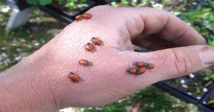 do ladybugs bite