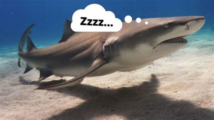do sharks sleep