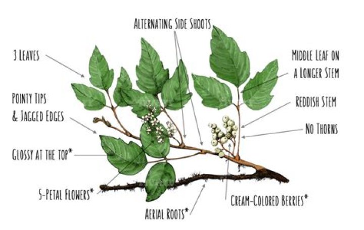 does poison ivy have thorns