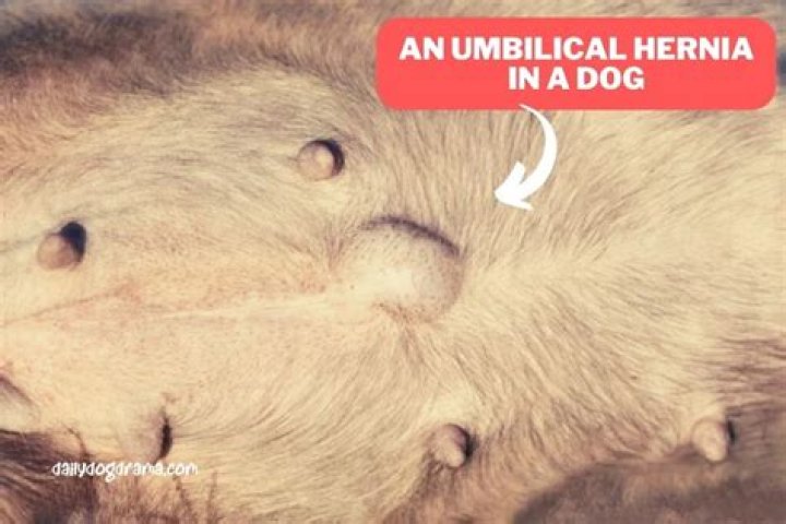 dog hernia