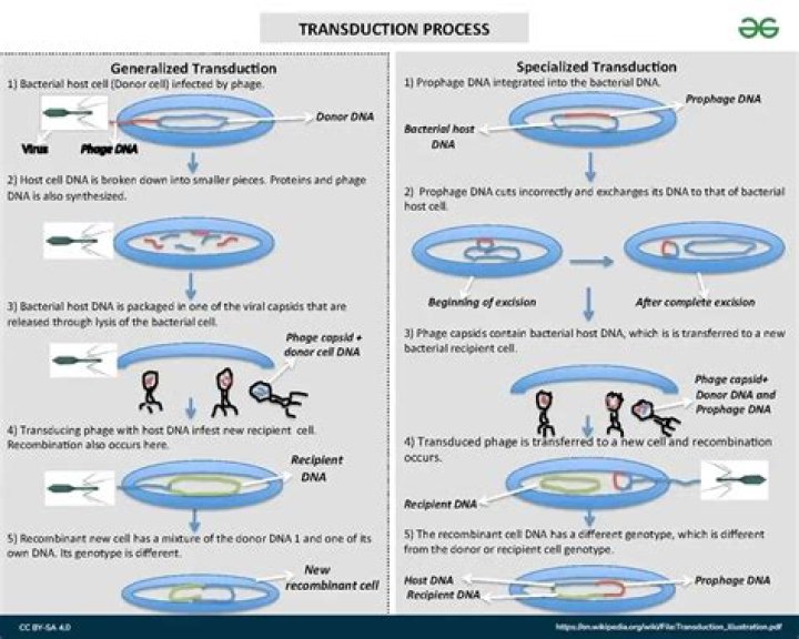 example of transduction