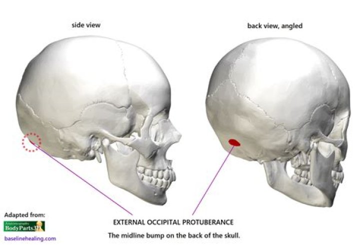 external occipital protuberance