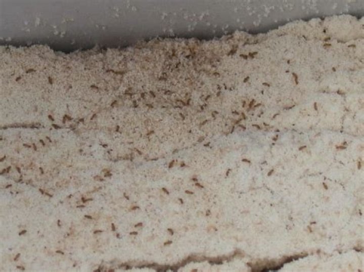 flour mites