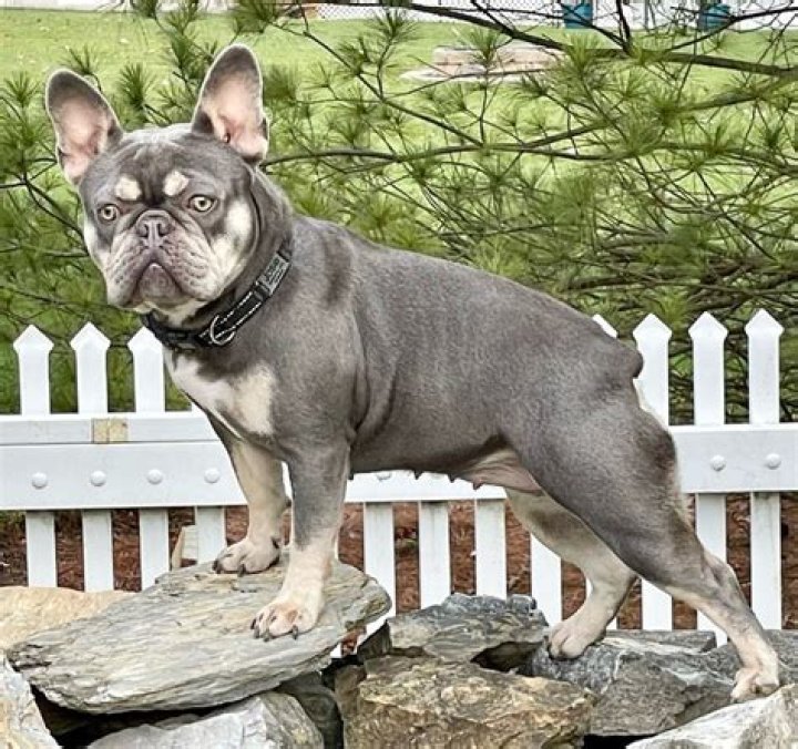 french bulldog full grown
