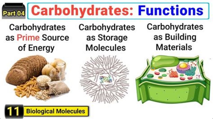 function of carbohydrates