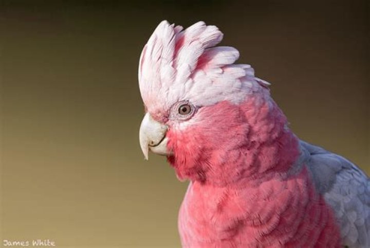 galah cockatoo