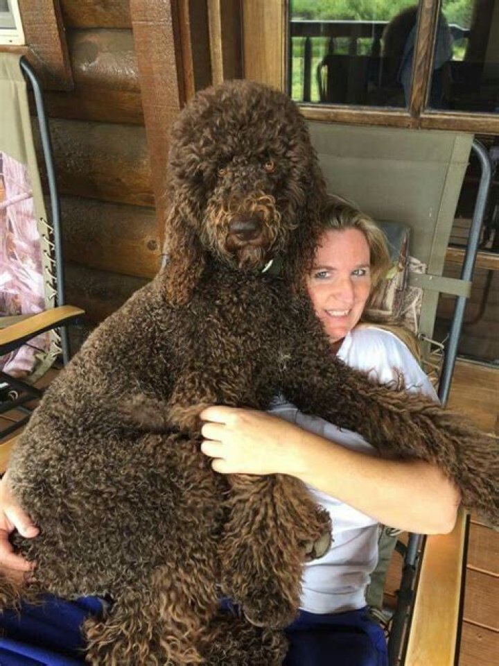 giant poodle