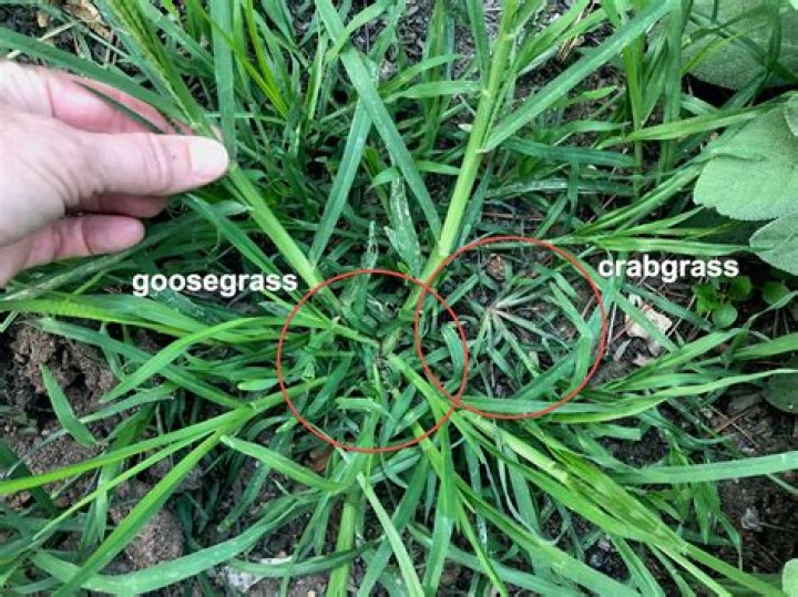 goosegrass