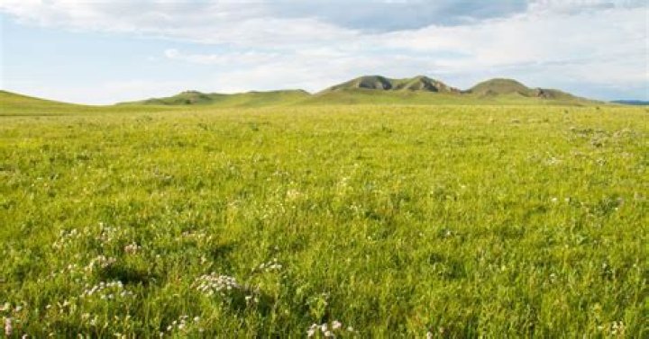 grassland plants