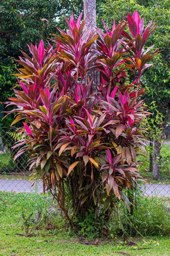 hawaiian ti plant