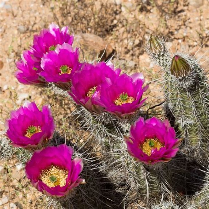 hedgehog cactus
