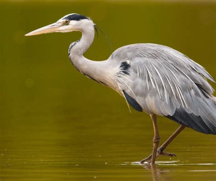 heron meaning