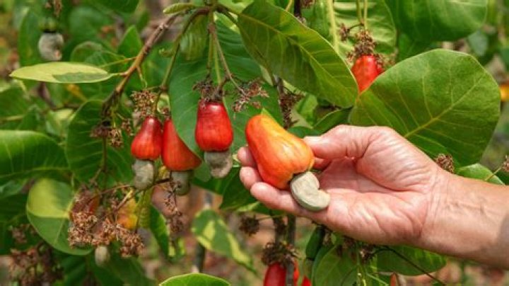 how are cashews grown