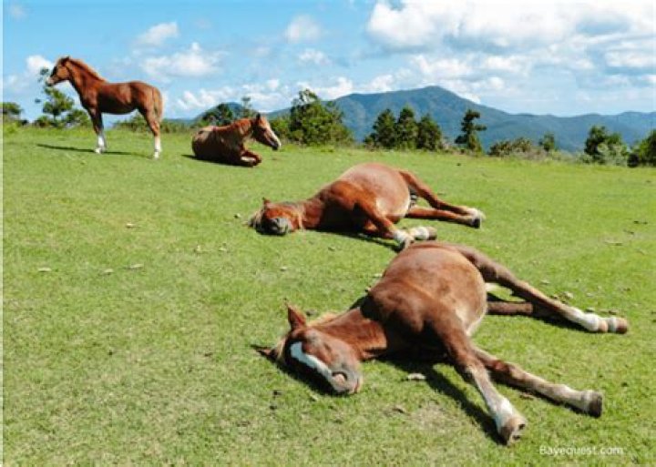 how do horses sleep