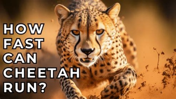 how fast can a cheetah run
