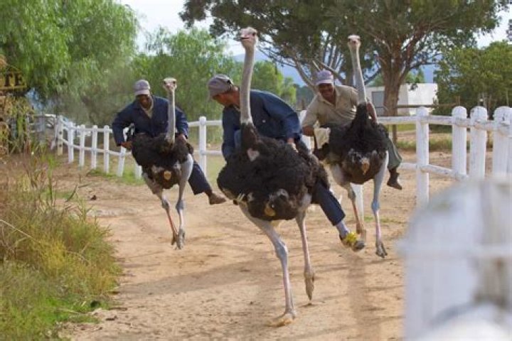 how fast can an ostrich run