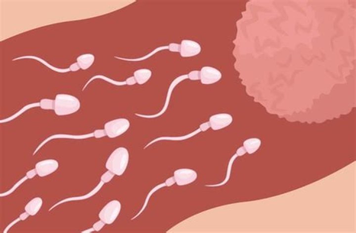 how long does it take sperm to reach the egg