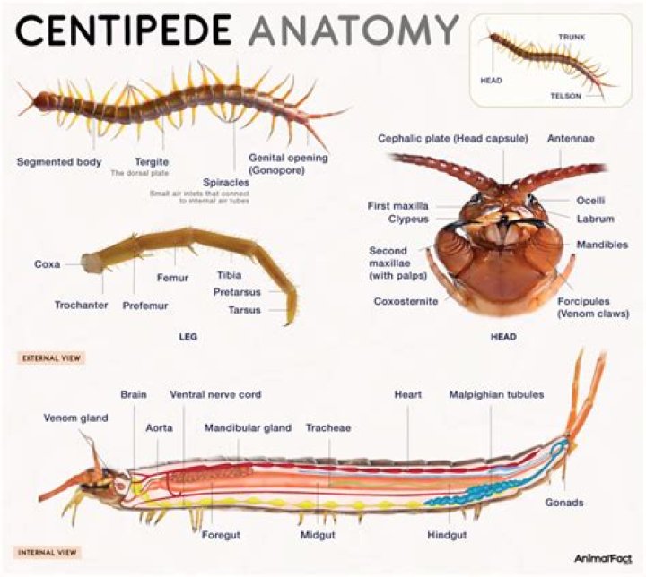 how many legs does a centipede have