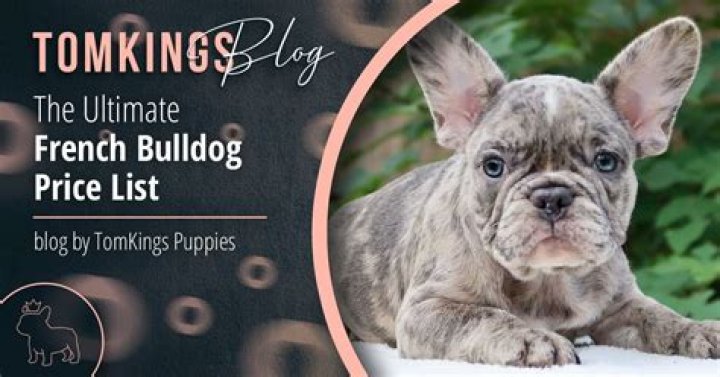 how much does a french bulldog cost