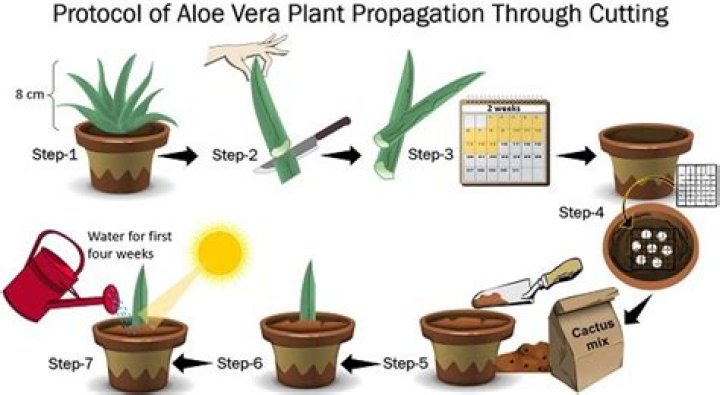 how to propagate aloe