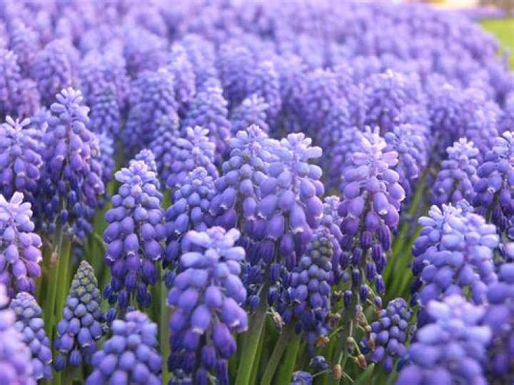 hyacinth meaning
